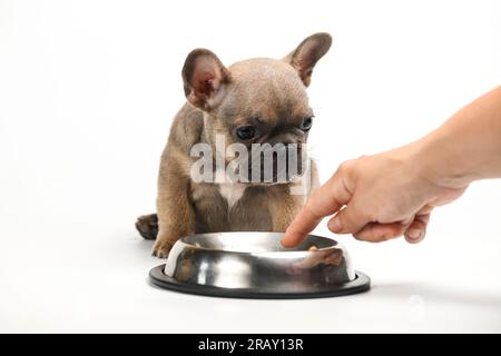 Ein kleines französisches Bulldogge-Hündchen füttern. Isoliert auf weißem Hintergrund. Die Hand zeigt, um Lebensmittel aus der Schüssel zu essen. Stockfoto