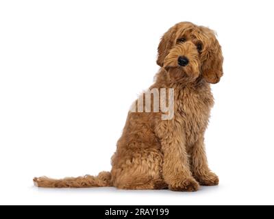 Süßer Labradoodle-Hund, der seitlich sitzt. In Richtung Kamera mit süßer Kopfneigung. Isoliert auf weißem Hintergrund. Stockfoto