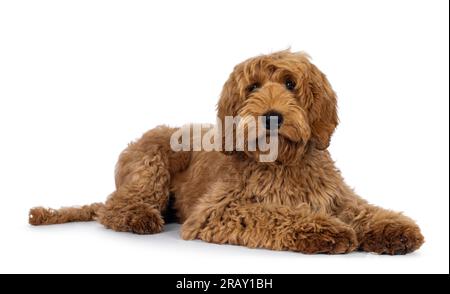 Der niedliche Labradoodle-Hund, der sich auf die Seite legt. In Richtung Kamera mit süßer Kopfneigung. Isoliert auf weißem Hintergrund. Stockfoto