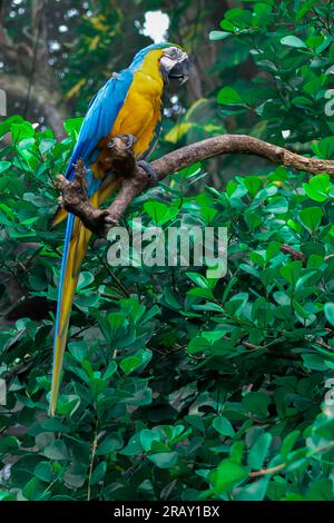 Blauer und gelber Ara sitzt auf einem Ast, Papagei Macaw in der Wildnis, Blaugelber Papageienara, bunter Papagei, Macaw, hoch auf dem Baum Stockfoto