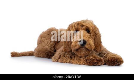 Der niedliche Labradoodle-Hund, der sich auf die Seite legt. Ich schaue in die Kamera. Isoliert auf weißem Hintergrund. Stockfoto