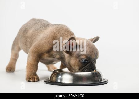 Französischer Bulldogge frisst aus seiner Metallschüssel. Isoliert auf weißem Hintergrund. Stockfoto