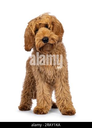 Süßer Labradoodle-Hund, der nach vorne schaut. In Richtung Kamera mit einer süßen Kopfneigung. Isoliert auf weißem Hintergrund. Stockfoto