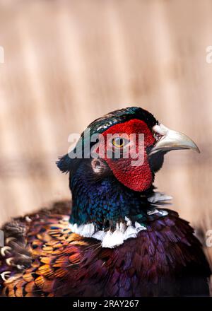 Phasianus colchicus torquatus, Fasan, gewöhnlicher Fasan, Kopfschuss, Ring-Nacken-Vogel, Nahaufnahme des männlichen amerikanischen gewöhnlichen Fasan, Kopfschuss Stockfoto