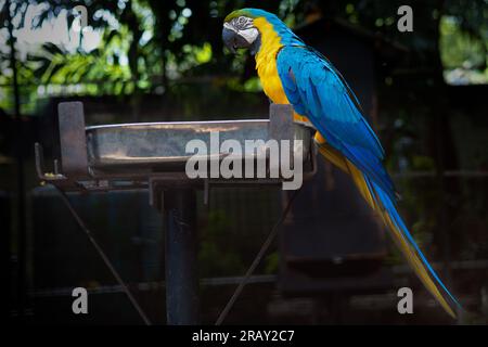 Blauer und gelber Ara, dunkle Umgebung, wilder Papagei, blaugelber Papageienaras, farbenfroher Papagei, auf der Futterschale sitzender Macaw Stockfoto