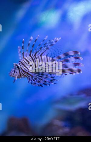 Rote Löwenfische, Zebrafische, pterois Volitans, einer der gefährlichen Korallenriffe. Gemeiner Löwe oder Roter Löwe, wunderschönes Schwimmen mit roten Löwen Stockfoto