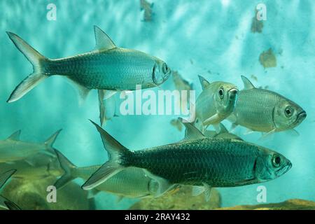 Tarpon, Fisch, Megalops cyprinoides, Tarpon Indo Pacific oder Megalops cyprinoides fischen im Aquarium, 4K-Bild, Landschaftsfotografie Stockfoto