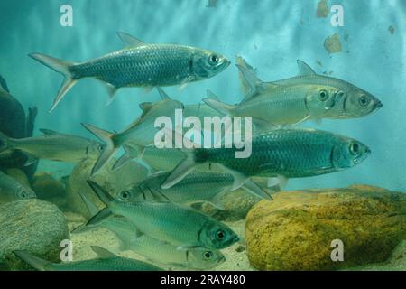 Tarpon, Fisch, Megalops cyprinoides, Tarpon Indo Pacific oder Megalops cyprinoides fischen im Aquarium, 4K-Bild, Landschaftsfotografie, unter Stockfoto