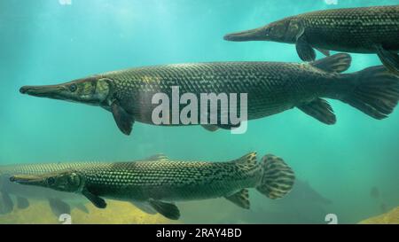 Alligatorgar (Atractosteus-Spatel), Nahaufnahme von Alligatorgar, Krokodilfisch, Alligatorgar-Fisch im Aquarium, 4K-Fotografie Stockfoto