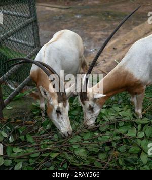 scimitar-Hornoryx, oryx, grast in einem Wildpark, Paar Scimitar-Hornoryx Stockfoto