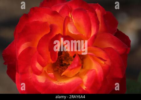 rote Rose im Garten Stockfoto