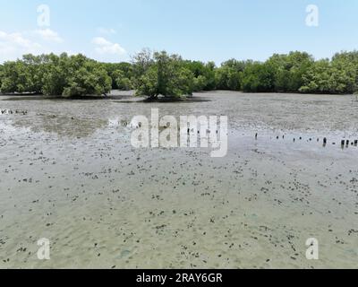 Konzept der CO2-Abscheidung. Natürliche Kohlenstoffsenken. Mangrovenbäume fangen CO2 aus der Atmosphäre ein. Grüner Mangrovenwald und Schlammboden. Blaues Kohlenstoffökosystem Stockfoto