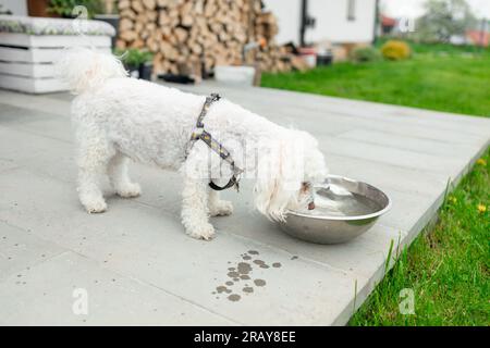 Ein flauschiger maltesischer Hund, der im Garten seines Zuhauses aus seiner Metallschüssel isst Stockfoto