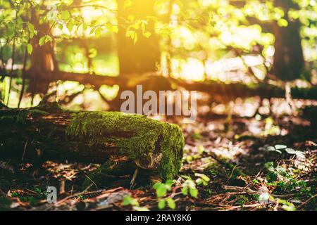 Moos wächst an gefallenen Baum im Wald Stockfoto