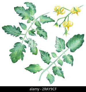 Ein Set Tomatenblätter und gelbe Blüten. Aquarelldarstellung isoliert auf weißem Hintergrund für ClipArt, Menü Stockfoto