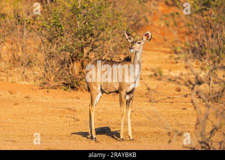 Kudu mit zwei gelben Oxpecker auf der Rückseite Stockfoto