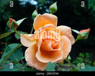 Elegante Aprikosen-Orangenblüte der kompakten Hybrid-Teerose „Just Joey“ Stockfoto