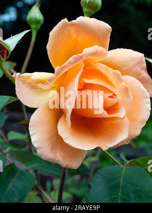 Elegante Aprikosen-Orangenblüte der kompakten Hybrid-Teerose „Just Joey“ Stockfoto