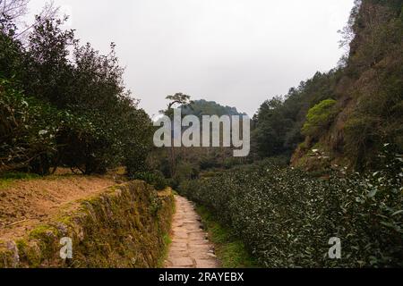 fujian nanping wuyishan Teeplantagen zwischen den hohen Felsen, Platz für Text Stockfoto