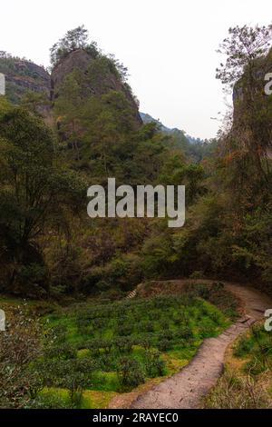 fujian nanping wuyishan Teeplantagen zwischen den hohen Felsen, Platz für Text Stockfoto