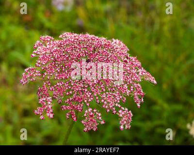 Zarte rote und weiße Blüten in den Spitzen der harten, zweijährigen wilden Karotte Daucus carota „Dara“ Stockfoto