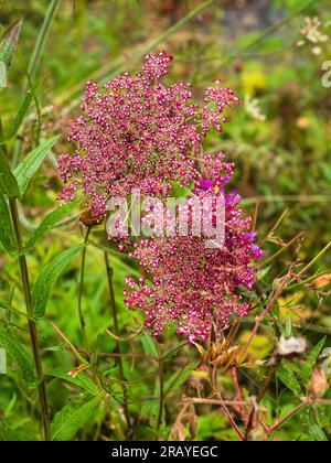 Zarte rote und weiße Blüten in den Spitzen der harten, zweijährigen wilden Karotte Daucus carota „Dara“ Stockfoto