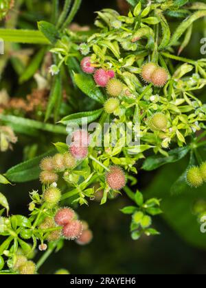 Stachelmuscheln kleben an Kleidung oder Tierfell, um die Ausbreitung von Galium-Aprinin, Spaltprodukten und jährlichem Unkraut zu ermöglichen Stockfoto