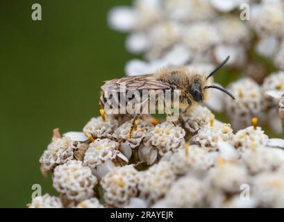 Männliche Andrena fulva, Tawny Mining Bie, eine britische Einzeltierart, die häufig in Gärten vorkommt Stockfoto
