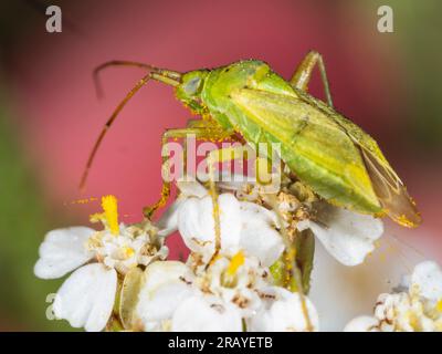 Grüner Erwachsener mit dem käfer Closterotomus norwegicus Stockfoto