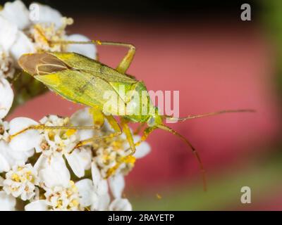 Grüner Erwachsener mit dem käfer Closterotomus norwegicus Stockfoto