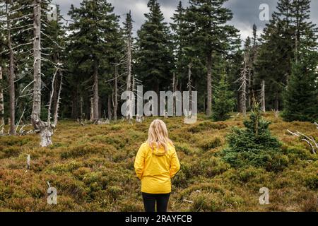 Wanderer mit gelber wasserdichter Jacke im Bergwald Stockfoto
