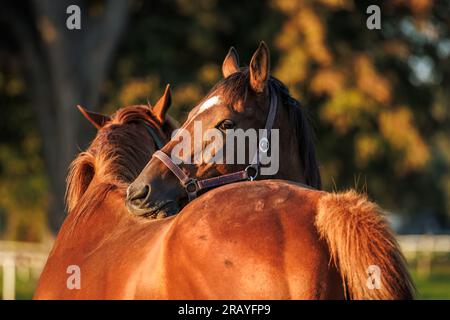 Zwei Pferde pflegen, beißen und kratzen sich gegenseitig auf der Weide. Tierverhalten Stockfoto