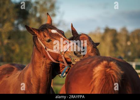 Zwei Pferde beißen, kratzen und pflegen sich gegenseitig auf der Weide. Tierverhalten Stockfoto