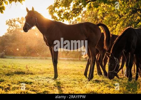 Vollblutpferde in der Tierhaltung. Pferdeherde auf Sommerweide bei Sonnenuntergang Stockfoto