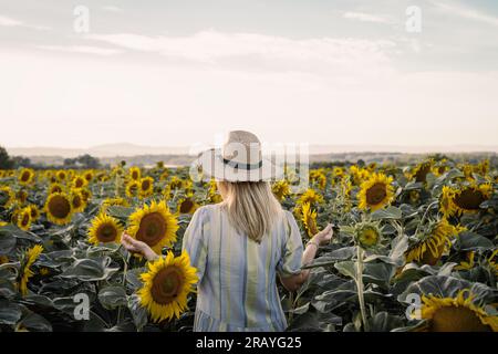 Eine Frau mit Kleid und Strohhut, die auf dem Sonnenblumenfeld steht. Heißes Wetter am Sommertag auf dem Land Stockfoto