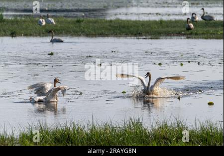 Ein Paar Trompeterschwäne (Cygnus Buccinator) auf einem Teich in Crex Meadows in Wisconsin. Stockfoto