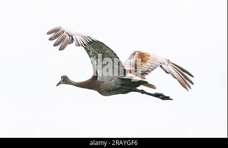 Ein Sandhügelkran, der über die Crex Meadows in Wisconsin fliegt. Stockfoto