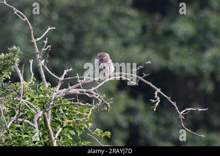 Little Owl (Athene noctua) Norfolk Juni 2023 Stockfoto
