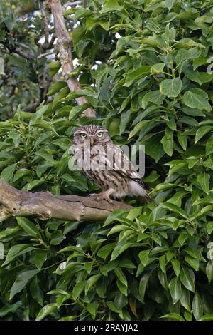 Little Owl (Athene noctua) Norfolk Juni 2023 Stockfoto