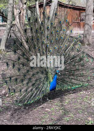 Nahaufnahme des Pfaus mit seinen schönen Federn. Männlicher Pfau zeigt seine Schwanzfedern. Gespreizte Schwanzfedern datieren. Pfau Nahaufnahme mit f Stockfoto