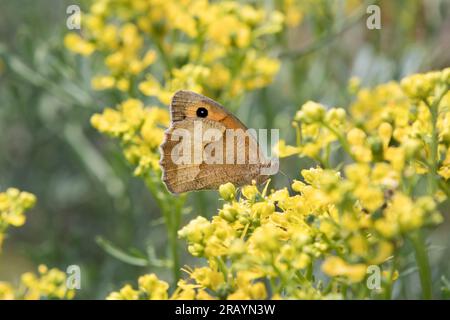 Torwächter (Pyronia tithonus) Schmetterling, auch bekannt als Hedge Brown Butterfly. Stockfoto