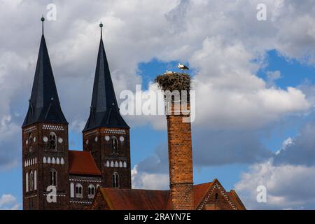 06. Juli 2023, Sachsen-Anhalt, Jerichow: Weißstorchküken warten auf dem Gelände des Klosters Jerichow auf die Rückkehr eines der beiden Elternvögel. Im Kloster Jerichow können dieses Jahr mehrere Weißstorche und ihre Küken beobachtet werden. Zwei Paare ziehen ihre Nachkommen in ihren Nestern auf, die in den kommenden Wochen ausbrechen werden. Die Klosterkirche wurde im 12. Jahrhundert aus Ziegeln erbaut. Neben den Störchen können Besucher auch den Klostergarten, das Museum und das heilige Gebäude mit seinem Kreuzgang und den Refektorien besichtigen. Am Wochenende sollte es auch in Mitteldeutschland wärmer werden. Stockfoto