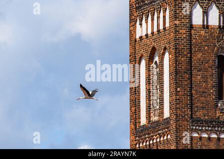 06. Juli 2023, Sachsen-Anhalt, Jerichow: Ein weißer Storch verlässt sein Nest, um auf dem Gelände des Klosters Jerichow zu forschen. Ein Turm der Basilika ist im Hintergrund zu sehen. Im Kloster Jerichow können dieses Jahr mehrere Weißstorche und ihre Küken beobachtet werden. Zwei Paare ziehen ihre Nachkommen dort in ihren Nestern auf, die in den kommenden Wochen ausbrechen werden. Die Klosterkirche wurde im 12. Jahrhundert aus Ziegeln erbaut. Neben den Störchen können Besucher auch den Klostergarten, das Museum und das heilige Gebäude mit seinem Kreuzgang und den Refektorien besichtigen. Am Wochenende sollte es auch Krieg geben Stockfoto