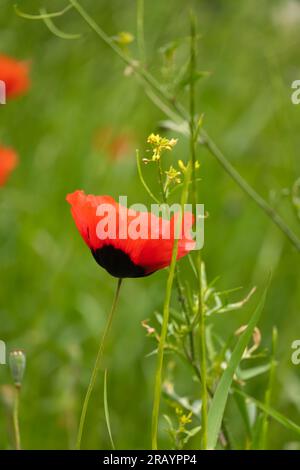 Nahaufnahme einer wunderschönen Mohnblume. Helles Mohnfeld in freier Wildbahn. Blumenhintergrund, Tapete aus Feldmohn. Vertikales Foto Stockfoto