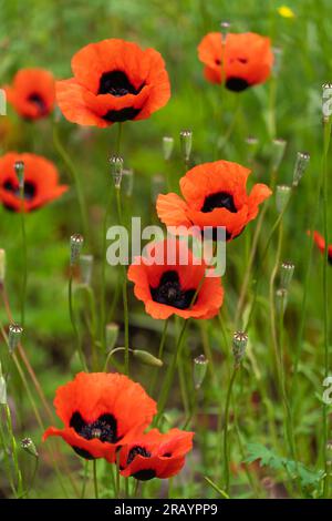 Nahaufnahme von wunderschönen Mohnblumen. Helles Mohnfeld in freier Wildbahn. Blumenhintergrund, Tapete aus Feldmohn. Vertikales Foto Stockfoto