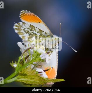 Orangenspitze, Anthocharis-Kardamine, Schmetterling, der Eine Blume mit geschlossenen Flügeln füttert, New Forest UK Stockfoto
