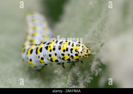 Raupe der Mullein-Motte, Cucullia verbasci. Fütterung vom Hairy Leaf der Mullein-Fabrik, Verbascum thapsus, New Forest UK Stockfoto