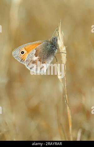 Kleine Heide, coenonympha pamphilus, Schmetterling, der auf einem Graskopf ruht. New Forest UK Stockfoto