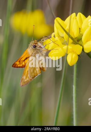 Großer Skipper Butterfly, Ochlodes venata, Fütterung von Gemeinen Vogelfuß Trefoil, Lotus corniculatus Flower, New Forest UK Stockfoto