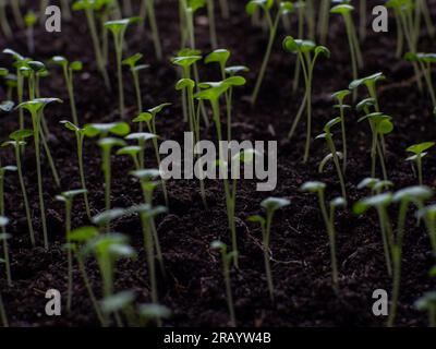 Tomatenkeimlinge in einem Topf. Anbau von Tomaten in Behältern. Nahaufnahme, selektiver Fokus. Hausgemachtes Bio-Gemüse. Sprossen von grünen Tomaten in Töpfen f Stockfoto